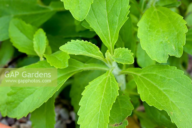 Stevia rebaudiana - Sweetleaf, Sugar substitute plant
