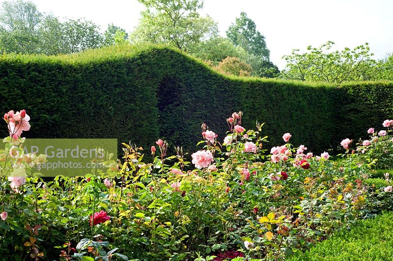 Rose bed and Taxus - Yew hedge