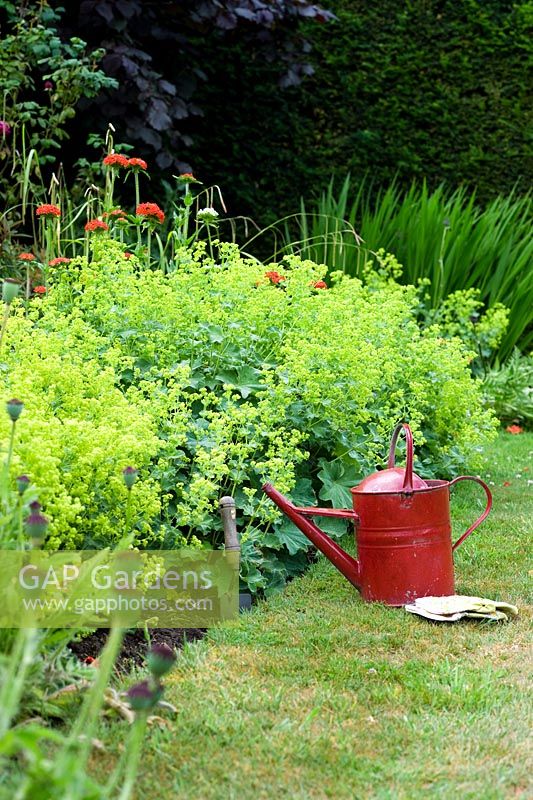 Garden utensils on lawn by 'hot' coloured border. Alchemilla mollis, Lychnis chalcedonia
