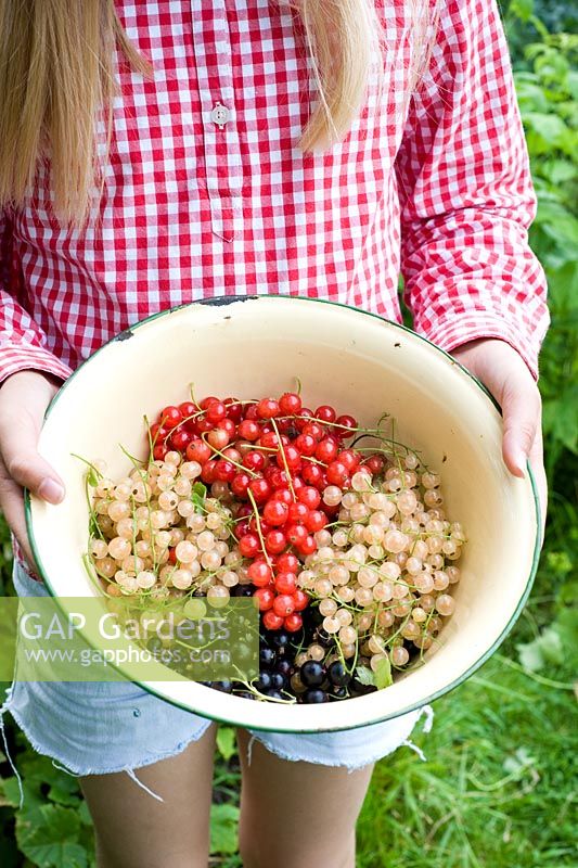 Girl holding enamel bowl of freshly picked Ribes rubrum and Ribes nigrum - Red, White and Black currants