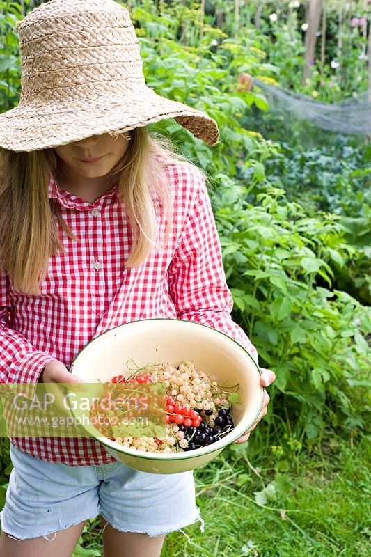 Girl holding enamel bowl of freshly picked Ribes rubrum, Ribes nigrum - Red, White and Black currants
