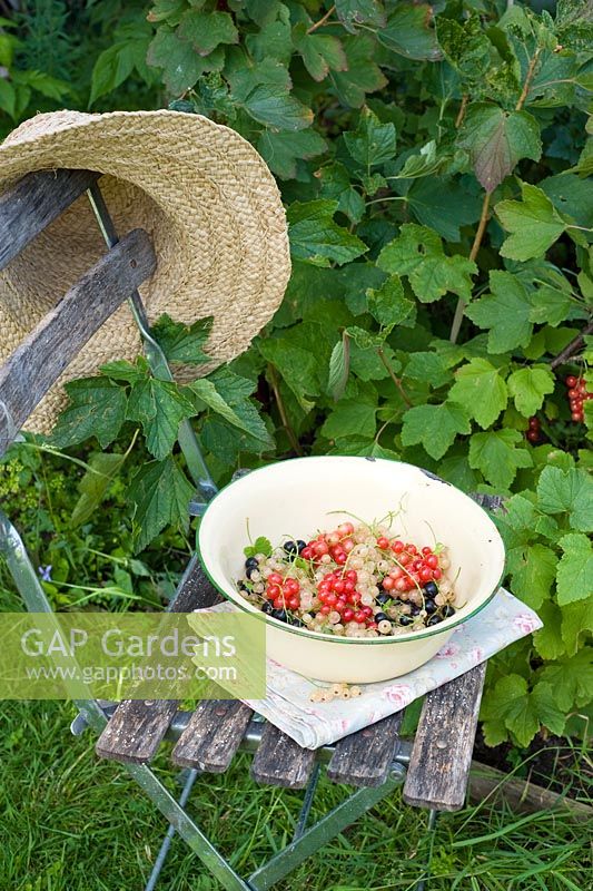 Enamel bowl of freshly picked Ribes rubrum and Ribes nigrum - Red, White and Black currants 