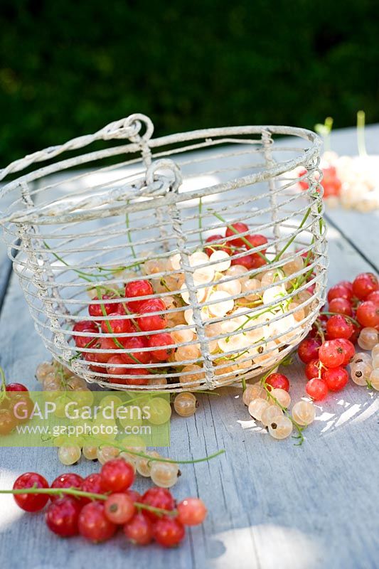 Red and white currants displayed in wire basket on table