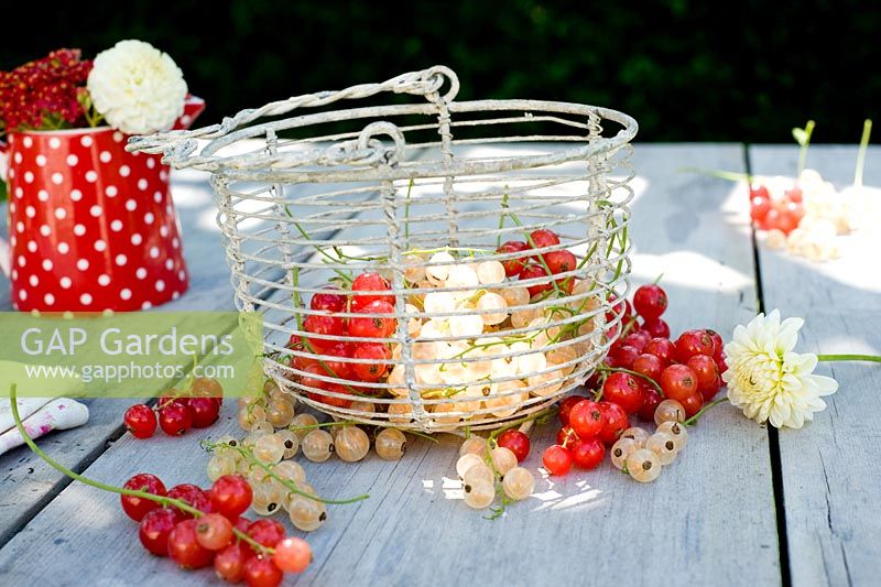 Red and white currants displayed in wire basket on table
