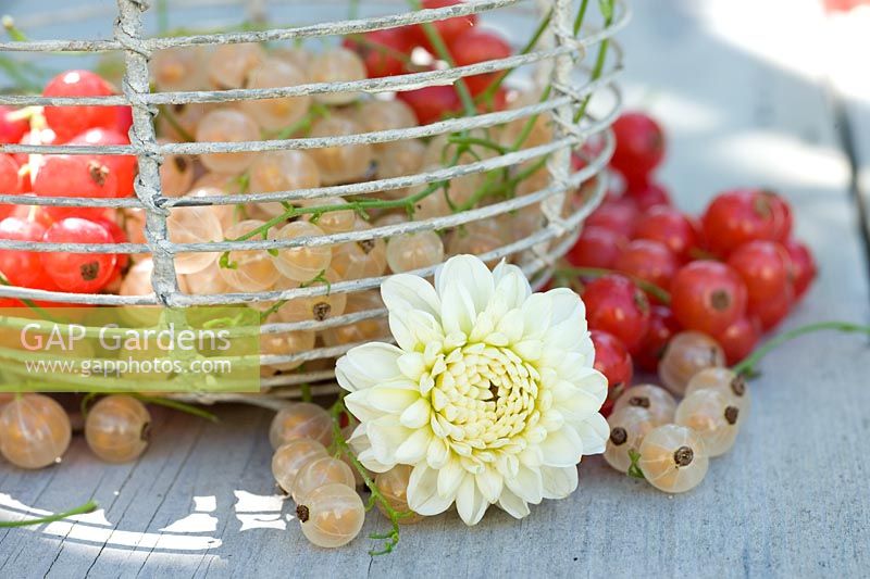 Red and white currants displayed in wire basket with cut Dahlia