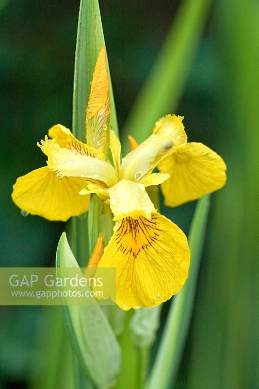 Iris pseudacorus variegata - Yellow Flag Iris, May, Cannock Wood, UK