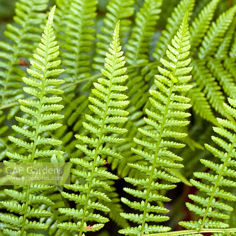 Polystichum - Fern foliage detail, May, Cannock Wood,  England UK