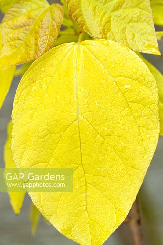 Large heart shaped leaves of Catalpa bignonioides 'Aurea' - The Golden Indian Bean tree in May, Cannock Wood, England UK
