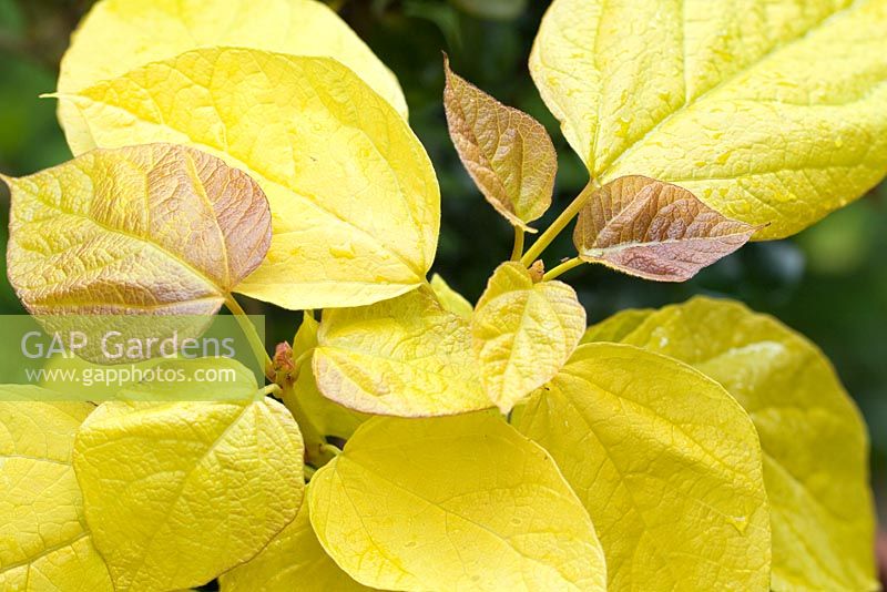 Large heart shaped leaves of Catalpa bignonioides 'Aurea' - The Golden Indian Bean tree in May, Cannock Wood, England UK
