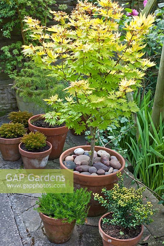 Patio with planted pots at High Meadow Garden in June Cannock Wood Staffordshire England UK