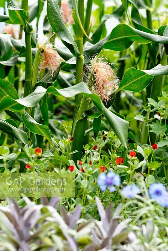 Zea mays - Sweetcorn 'Sugar Buns' with Lotus tetragonolobus - Asparagus Pea, Cornflower - Centaurea cyanea and Purple Sage - Salvia officinalis purpurea.