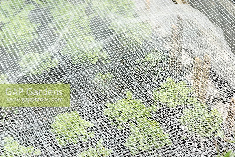 Brassica seedlings beneath steel mesh and environmesh, protecting against insects and mice.