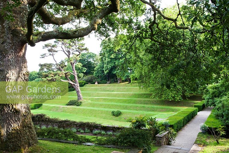 Dartington Hall, Devon. Historic Garden Grade II*. July. The terraces of the Tiltyard. Oak in foreground.