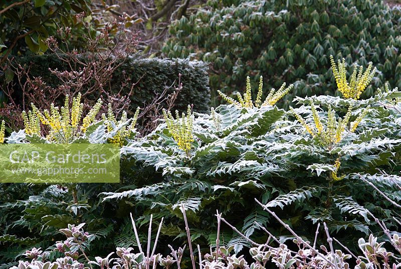 Mahonia japonica in frost