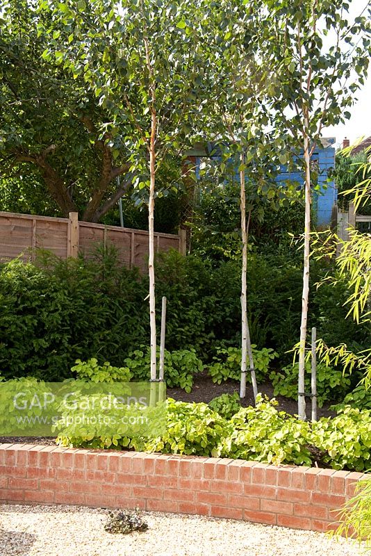 Raised bed with Taxus baccata - Yew hedge, Betulis utilis var jacquemontii - Silver Birch, Fargesia nitida - Bamboo, Viola labradonica and Epimedium x versicolor 'Sulphureum'