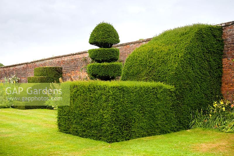 Taxus - Yew finials designed by Rowland Egerton-Warburton and planted in 1856 against an eighteenth century wall - Arley Hall and Gardens, Cheshire, early July
