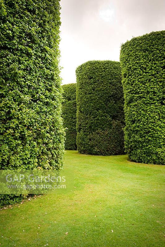 The Ilex Avenue consists of seven pairs of the Quercus ilex - evergreen Oak, clipped into enormous cylinders. Eight metres high and three metres in diameter, they were planted by Rowland Egerton-Warburton in the 1850s - Arley Hall and Gardens, Cheshire, early July