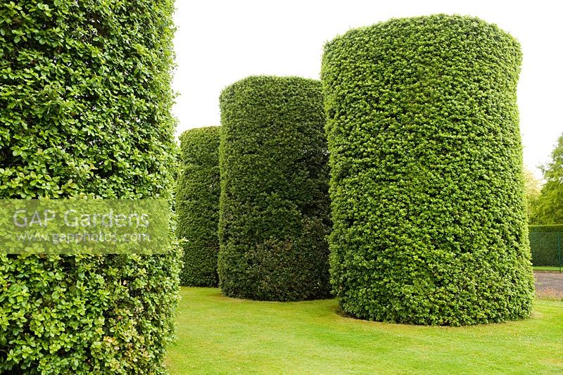 The Ilex Avenue consists of seven pairs of the Quercus ilex - evergreen Oak, clipped into enormous cylinders. Eight metres high and three metres in diameter, they were planted by Rowland Egerton-Warburton in the 1850s - Arley Hall and Gardens, Cheshire, early July
