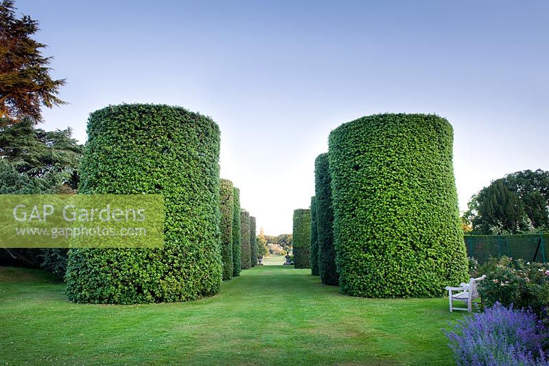 The Ilex Avenue consists of seven pairs of the Quercus ilex - evergreen Oak, clipped into enormous cylinders. Eight metres high and three metres in diameter, they were planted by Rowland Egerton-Warburton in the 1850s - Arley Hall and Gardens, Cheshire, early July 

