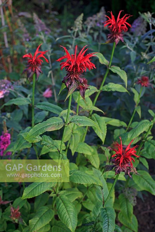 Vivid red flowers of Monarda 'Jacob Cline' which are very attractive to bees