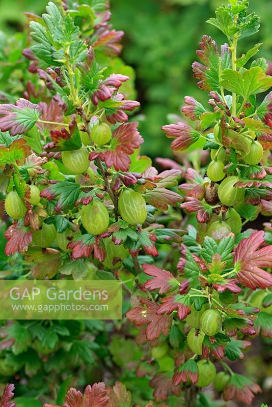 Ribes uva-crispa - Gooseberry 'Invicta' AGM