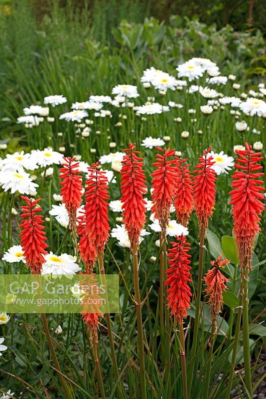 Kniphofia 'Wol's Red Seedling' and Leucanthemum x superbum 'Sunny Side up' in the background