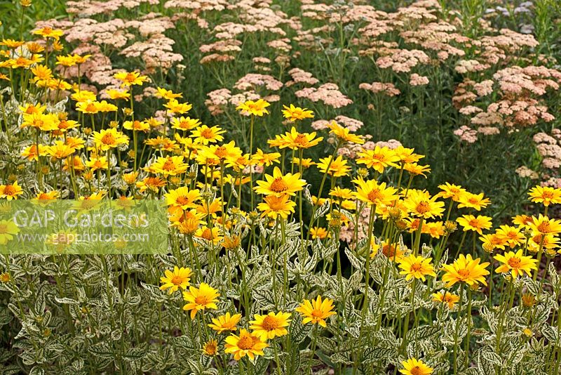 Heliopsis 'Loraine Sunshine' and Achillea 'Old Brocade' in the background