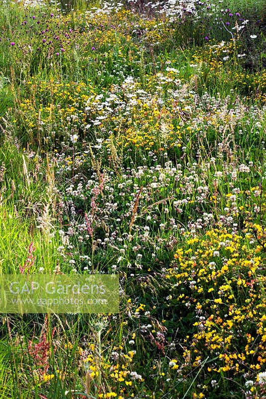 Common Farm Flowers, Somerset, UK. Supplying cut flowers. July. Vetch and clover and other wild flowers on rubble path.