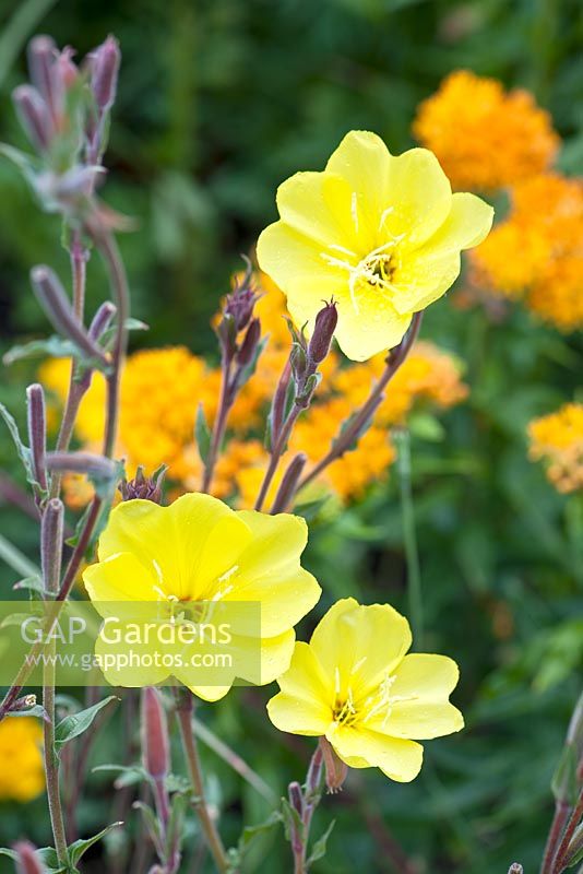 Oenothera stricta Sulphea - Evening Primrose with Asclepias - Butterfly weed in the background