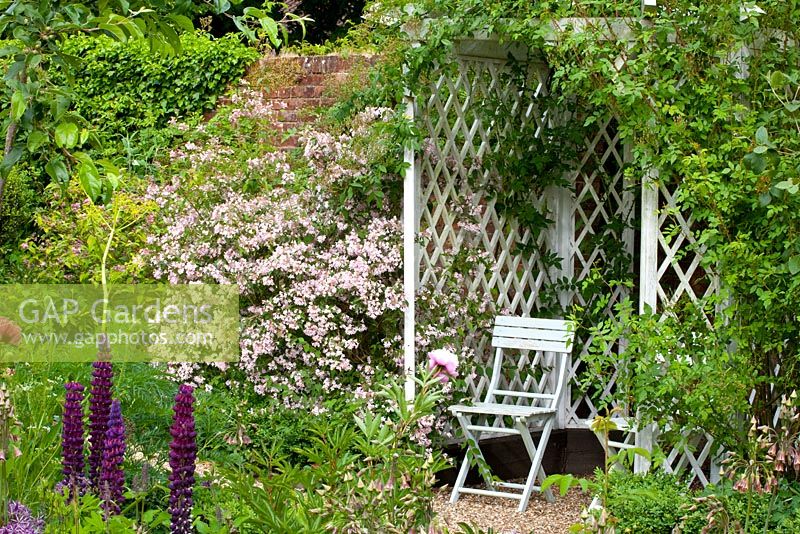 Arbour with chair. Kolkwitzia - Beauty Bush, and Lupinus - Lupins

