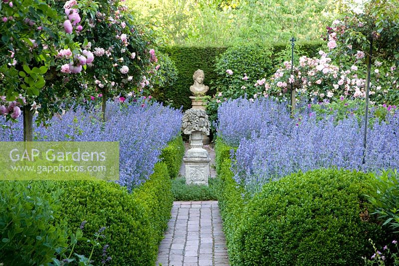 Formal garden with scented borders of Rosa 'Paul Noel' standards underplanted with Nepeta 'Walkers Low' . Taxus and Buxus hedges and topiary 