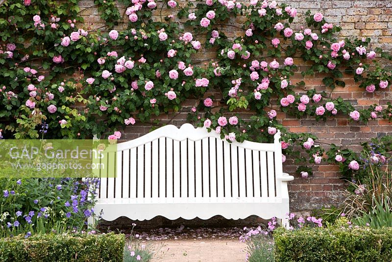 Wooden bench backed with Rosa 'Constance Spry'
