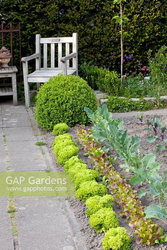 Path through vegetable garden with seating area and Buxus topiary. Turnip, Kohlrabi, Lollo rosso, Lollo bionda, Lactuca sativa, Brassica oleracea
