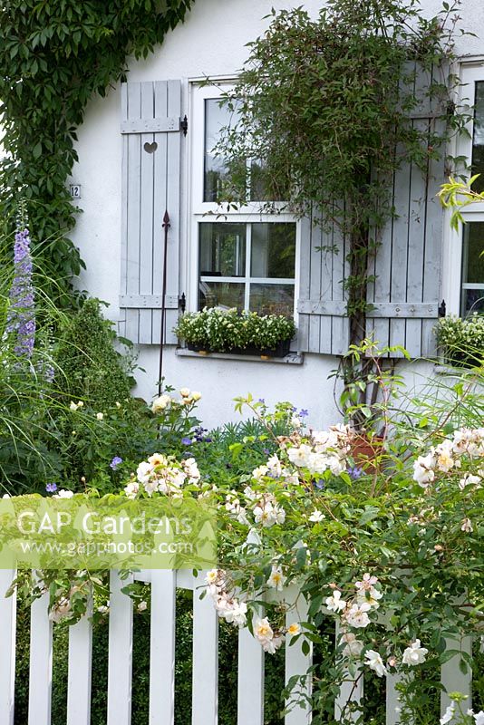 Cottage garden with white picket fence and Rosa 'Goldfinch'

