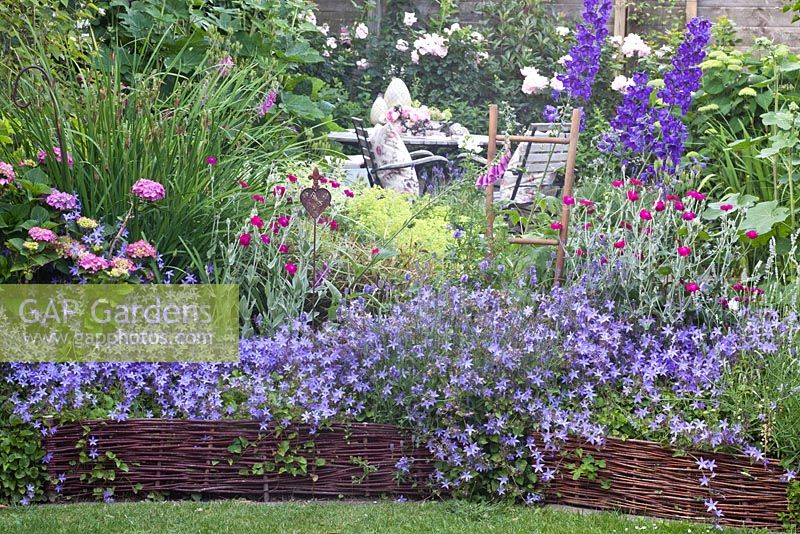 Raised bed with woven willow edging - Lychnis coronaria, Campanula poscharskyana, Delphinium and Hydrangea. Seating area with table and chairs beyond - Scheper Town Garden 
