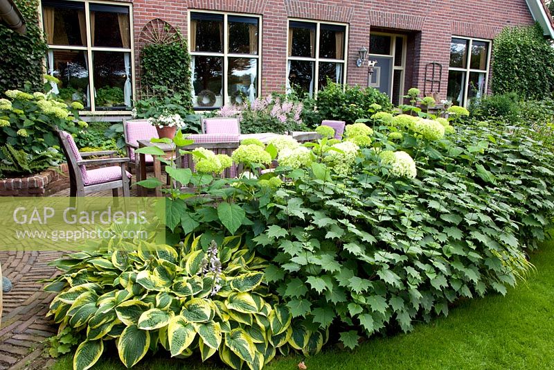 Dining area next to house with border of Hosta, Hydrangea arborescens 'Annabelle' and Kirengeshoma palmata - Broekhuis Garden