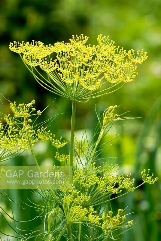 Anethum graveolens -  Dill flowers.