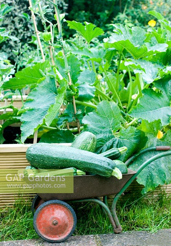 Child's wheelbarrow with overgrown Courgettes