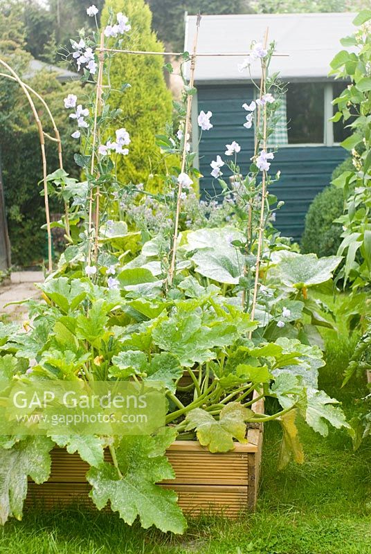 Veg bed with Lathyrus - Sweet Peas and Cucurbita - Courgette plants