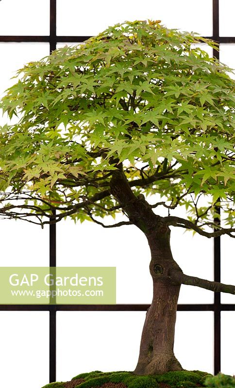 Acer palmatum 'Katsura' - Bonsai Japanese maple tree
