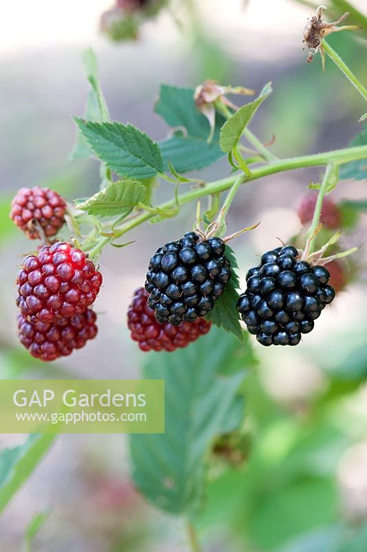 Rubus - Blackberry 'Loch Ness'
