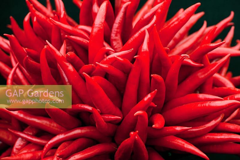 Capsicum annuum - Cayenne chili peppers