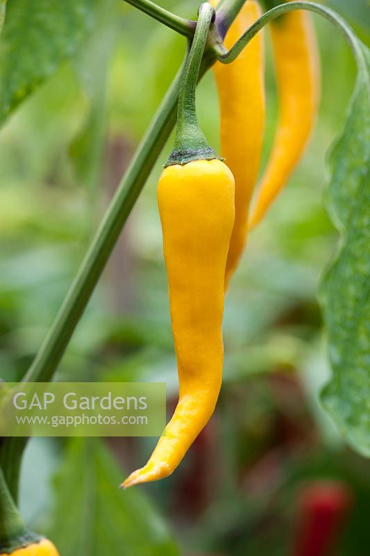 Capsicum annuum- Cayenne Golden Chili pepper 