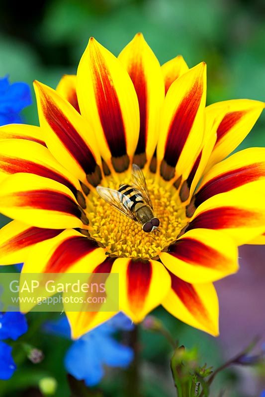 Eupeodes corolla - Hoverfly on a Gazania 'Splendor Daybreak' flower