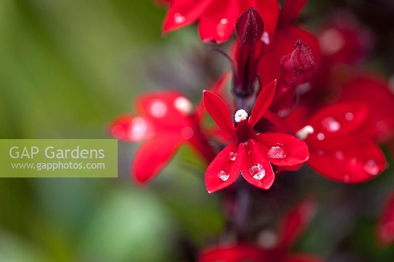 Lobelia cardinalis 'Fan Scarlet' flowers and raindrops