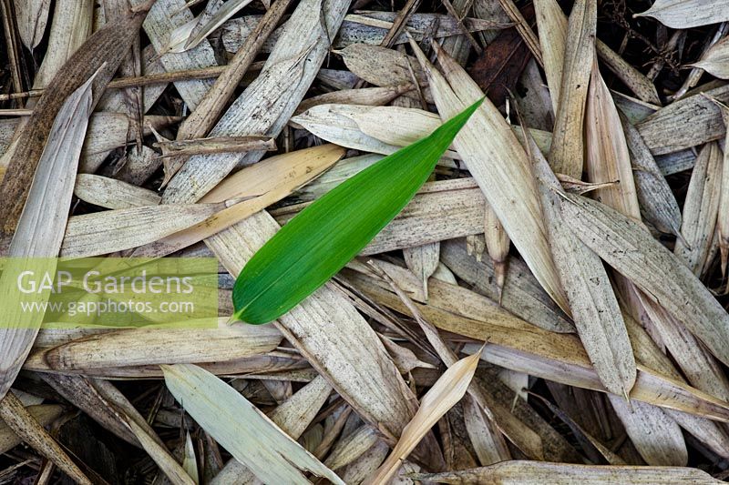 Phyllostachys sulphurea var. viridis - Fresh Bamboo leaf on old leaves