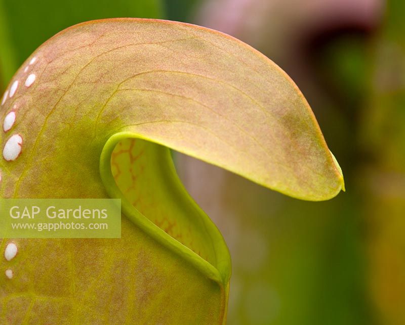 Sarracenia minor okeefenokeensis, Hooded pitcher plant