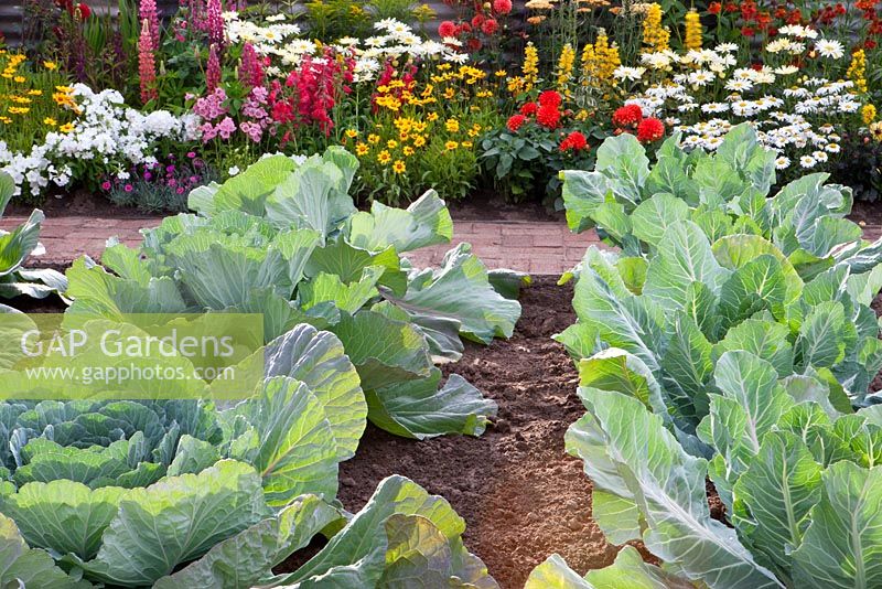 Giant Cabbages growing in vegetable plot. 'The Schedule' garden - Gold Medal winner, RHS Flower Show Tatton Park, Cheshire 2011 
