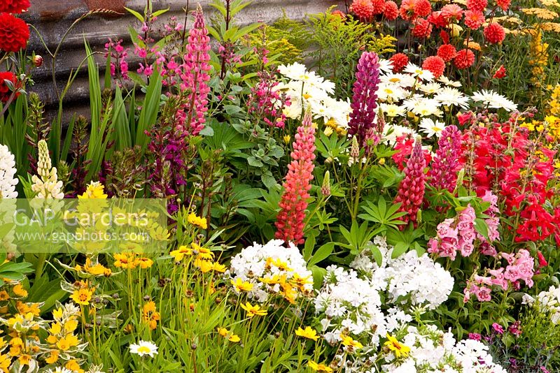 Colourful border with Dahlias and Lupinus. 'The Schedule' garden - Gold Medal winner, RHS Flower Show Tatton Park, Cheshire 2011 
