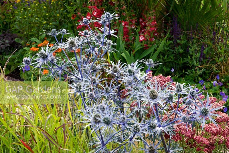 Achillea millefolium 'Red Velvet', Eryngium 'Cobalt star'. Painting with Plants' garden - Silver Gilt Medal winner, RHS Flower Show Tatton Park, Cheshire 2011
